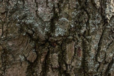 Gri ağaç kabuğu orman dokusu yakın plan güzel desenler çatlak doğa konsepti için arka plan
