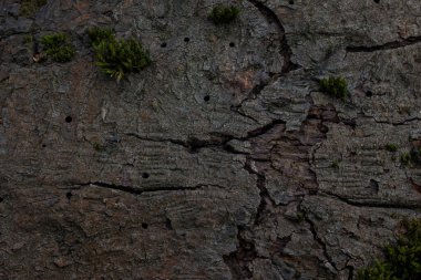 Kırık, gri ağaç kabuğu dokusu kısmen yeşil yosun arka planıyla kaplıdır. Vahşi yaşam tasarımı için.