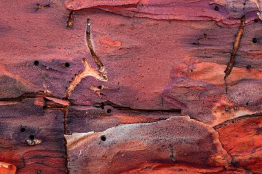 Kabuğu soyulmuş parlak çam desenli ve yağmurdan sonra su damlalarıyla kaplı. Tasarım için parlak doğal arka plan.