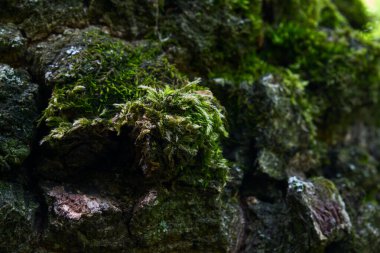 Yeşil yosunlarla kaplı ağaç kabuğu muhteşem bir yaban hayatı gövdesi kavramının bulanık arka planında