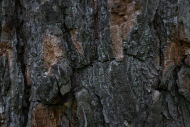 Çam ağacı kabuğu, tasarım konsepti için kısmen soyulmuş doğal desenli büyüleyici atmosfer duvar kâğıdı.