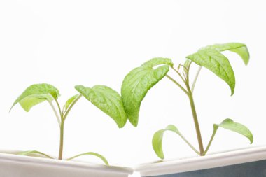 Gri arka plan tarım kavramında domates yapraklarına dokunan parlak filizler