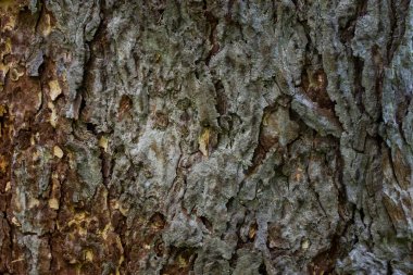 Yaban hayatı konsepti için kozalaklı ağaç kabuğunun fantezi dokusu büyüleyici desen duvar kâğıdı.