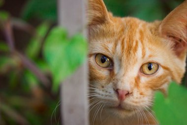 Doğanın bulanık arka planına yakından bakan parlak gözlü kırmızı bir kedinin ağızlık sesi.