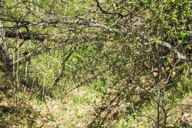 Parlak yeşil yapraklar bir ağacın dalında Parlak bir günde güzel doğal arka planda