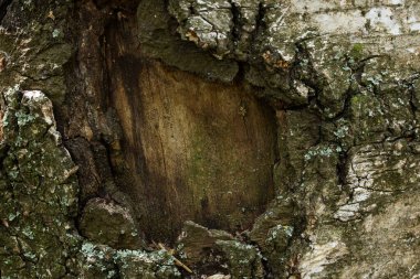 Bir orman bitkisinin huş ağacı dokusu kısmen yaban hayatı tasarım konsepti için kabuk duvar kağıdı olmadan.