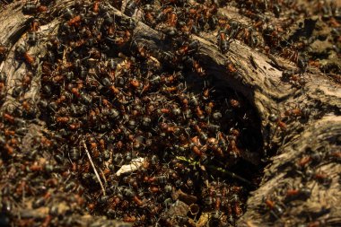 Bir sürü kahverengi siyah karınca odunları kaplamıştı. Vahşi yaşam kavramını.
