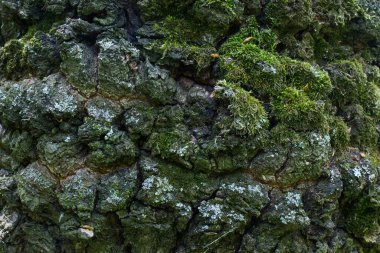 Bir orman ağacının gövdesinin parlak yüzeyi kısmen yaban hayatı tasarım konsepti için yeşil yosun duvar kağıtlarıyla kaplıdır.