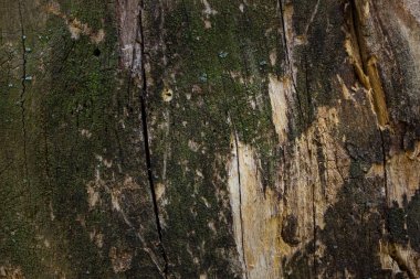 Orman ağacı eski soyulmuş gövde dokusu kısmen yeşil yosun arkaplanıyla kaplıdır.