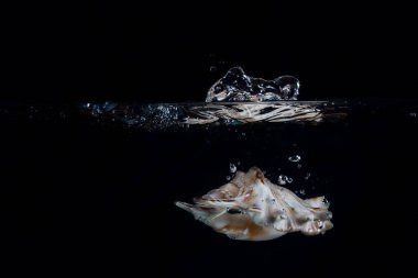 Suyun altında çok renkli deniz kabuğu. Karanlık bir arka planda. Tatil köyü konseptinin yüzeyinde güzel bir sıçrama.