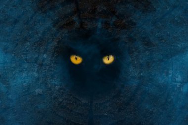 Parlak turuncu gözler karanlık bir ağacın boşluğunda gizemli ve hayaletli bir sis konsepti vahşi yaşam orman soyutlaması tasarım için.