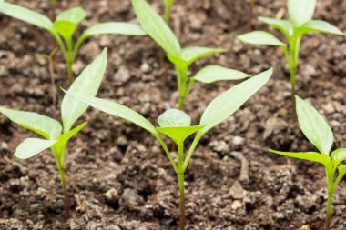 Toprak tarım kavramında parlak genç biber filizleri yetişir.