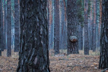 Gizemli gece orman gövdeleri harika ve nefes kesici vahşi yaşam geçmişi