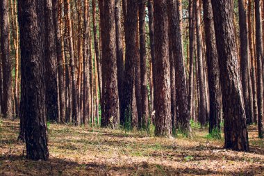 Yazın doğal arka plan yoğun kozalaklı orman güneşli havada gizemli yüksek çam ağaçları etrafında temiz ve güzel doğa kavramı olan kimse yok.
