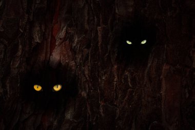 Koyu yuvarlak delikleri olan ağaç gövdesi vahşi hayvanların çok renkli gözleri tasarım için soyutlama kavramını parıldatıyor.