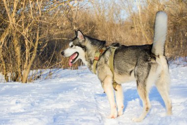 Husky, güneşli bir günde, bulanık bir arka planda, karda duruyor.