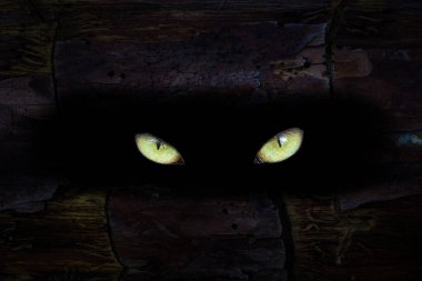 Canavarın sarı gözleri bir ağacın gövdesindeki karanlık bir delikte parlıyor mistik doğa ve cadılar bayramı kavramı.