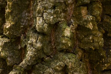Eski bir orman ağacı kabuğunun dokusu pürüzsüz yüzeysel desenler değil doğal desenler vahşi yaşam tasarım konsepti için fantezi duvar kağıdı.