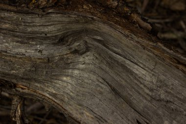 Gri pürüzsüz ahşap yüzeyi olmayan güzel bir yapı. Bulanık kenarları, kabuk konsepti olmayan vahşi yaşam ve yapı malzemeleri.