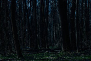 Uzun kara ağaçlı büyüleyici gece ormanı gizemlidir ve etrafındaki hiç kimse vahşi yaşam kavramı değildir.