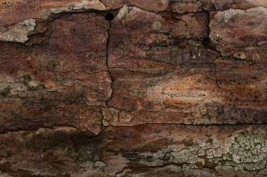 Çam ağacı kabuğunu kaplayan koyu renk çatlaklar dizayn için doğal peri arkaplanını kapatır
