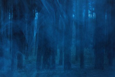 Gece çam ormanlarındaki gizemli ve hayaletli sis ve karanlık uzun ağaçlar korkutucudur ve vahşi doğa ve vahşi yaşam kavramının etrafında kimse yoktur.