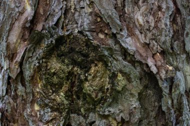 Bir kozalaklı ağaç kabuğunun dokusu vahşi yaşam tasarım konsepti için esrarengiz bir desen arka planına sahiptir.