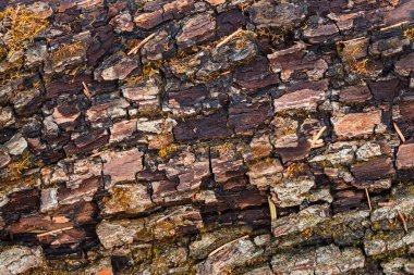 Renkli fantezi dokusu karanlık ve çam ağacının hafif kabuğu tasarım için doğal arka plan yakın plan