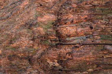 Tasarım için eski bir orman kütüğünün parlak renkli dokusu yakın plan doğal arka plan