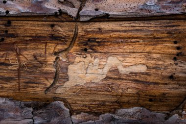 Kenarları ağaç kabuğu ve tasarım için fantastik desenleri olan eski çam ağacının grunge ahşap dokusu