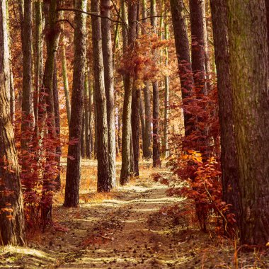 Yol, uzun çam ağaçları ve yerde uzanan bir sonbahar ormanı boyunca uzanır. Vahşi yaşamın muhteşem güzelliği ve çevrede kimse yok.