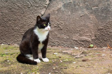 Şirin siyah beyaz kedi dağınık sigara konsepti arasında oturuyor hayvanlar ve evsizlik