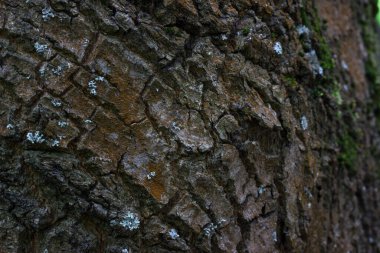 Orman ağacı gövdesine yakın kahverengi çatlamış doğal ağaç kabuğu deseni bulanık kenar duvar kâğıdı tasarım konsepti vahşi yaşam için