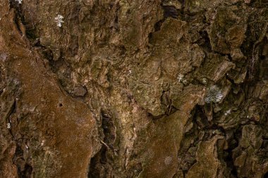 Bir orman ağacının kabuğu kahverengidir ve gövdenin pürüzlü olmayan yüzeyi tasarım konsepti için yakın plan doğal bir duvar kağıdıdır.