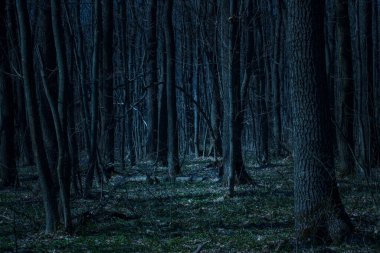 Büyüleyici gece ormanı ince dallı gizemli uzun ağaçlar güzel ay ışığı konsepti vahşi yaşam ve cadılar bayramı