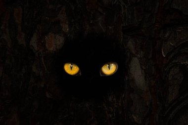 Vahşi bir hayvanın parlak turuncu gözleri doğanın karanlık kavramında parlayan bir oyuktan dışarı bakar.