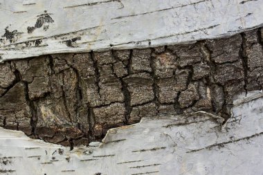 Bir huş gövdesinin parlak dokusu tasarım için çok renkli kabuk arka planını kapat