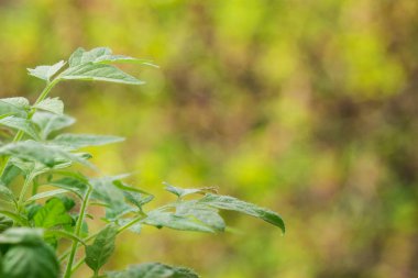 Genç domates parlak yaprakların bulanık arka planında filizlenir.