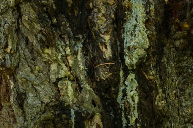 Ağaç kabuğu dokusu yaban hayatı konsepti tasarımı için duvar kağıdını kapat