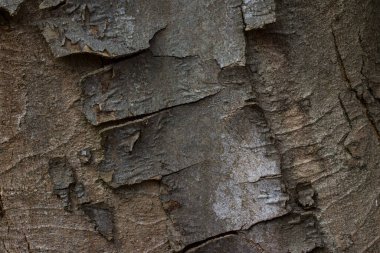 Koyu gri ağaç kabuklarıyla kaplı, çatlamış desenli orman ahşabı dokusu. Tasarım için arka plan. gizemli vahşi yaşam konsepti