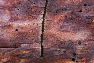 Bir çam ağacının kabuğunun büyüleyici dokusu güzel bir dikey çatlak ve kara delikler doğa konsepti tasarım için.