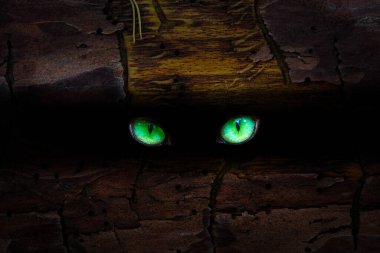 Vahşi hayvanın yeşil ışıldayan gözleri karanlık bir çatlakta parıldıyor güzel bir çam ağacının gövdesinde büyüleyici desenli vahşi yaşam ve cadılar bayramı konseptiyle