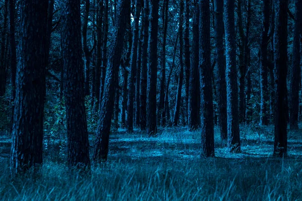 Noche Mágica Misterioso Bosque Pinos Con Árboles Altos Destaca Por —  Fotos de Stock