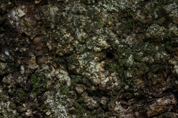 Кора Лесного Дерева Частично Покрыта Зеленым Мхом Сказочные Гладкие Обои — стоковое фото