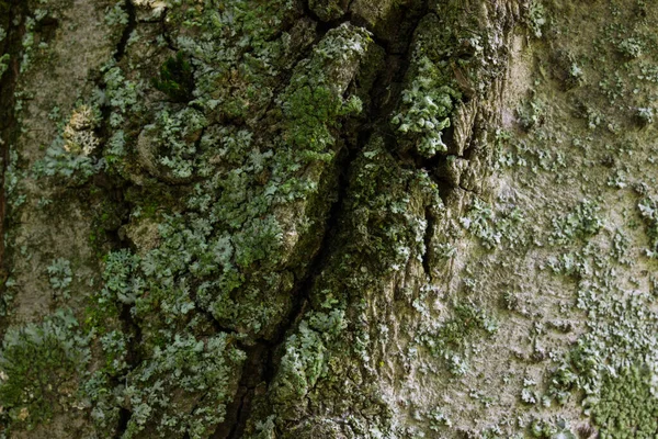 Albero Della Foresta Tronco Vicino Con Misterioso Bordo Scuro Crepa — Foto Stock