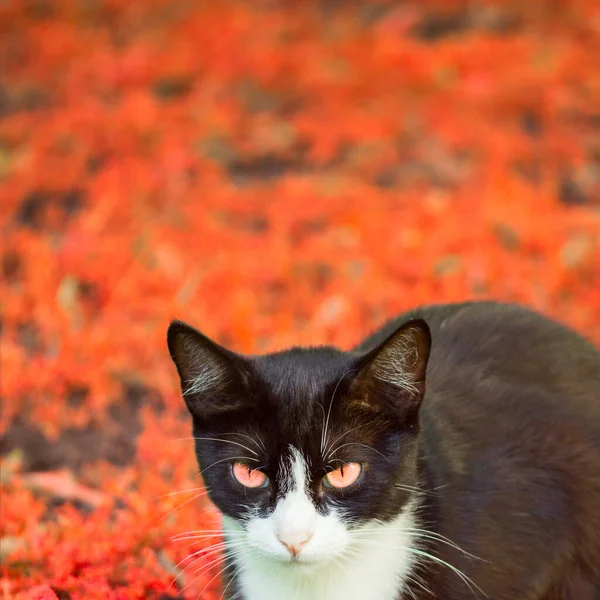 秋の紅葉を背景にオレンジ色の目をした黒と白の激しい猫 — ストック写真