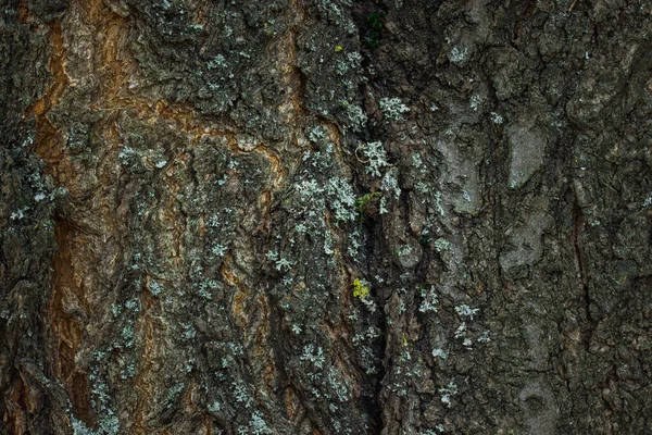 Écorce Arbre Texture Sombre Grise Gros Plan Fond Naturel Pour — Photo