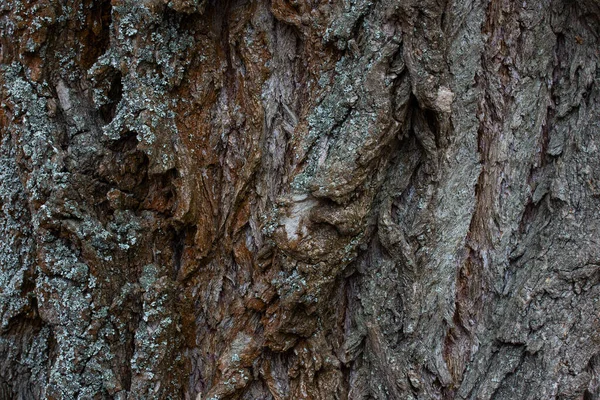 Grau Braune Baumrinde Geheimnisvolle Waldstruktur Nahaufnahme Hintergrund Für Design — Stockfoto