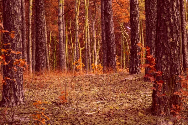 Otoño Dorado Bosque Prado Mágico Alrededor Nadie Excepto Los Altos —  Fotos de Stock