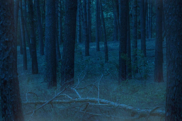 Pino Caído Misterioso Bosque Nocturno Nadie Alrededor Del Ambiente Emocionante —  Fotos de Stock